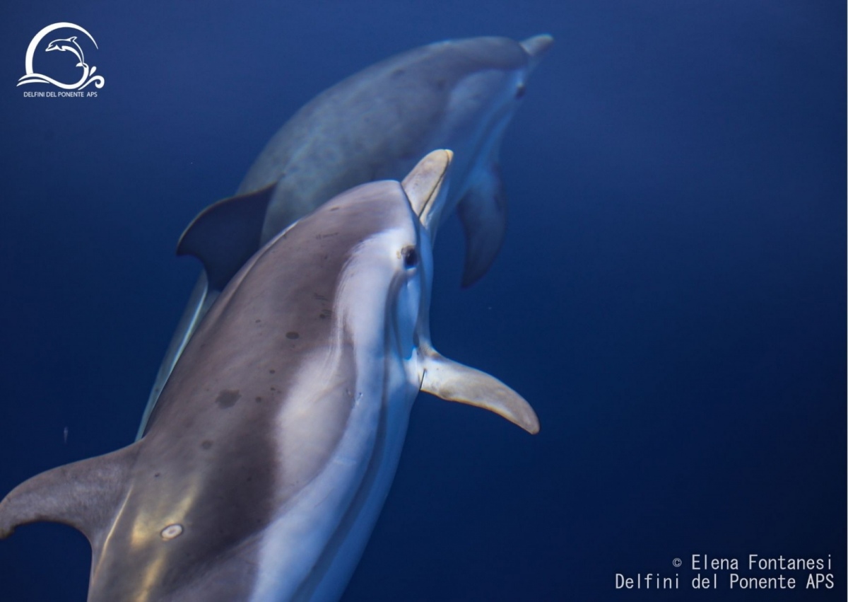 “Un anno di avvistamenti rari ed emozionanti”. Attività Associazione Delfini del Ponente nel 21